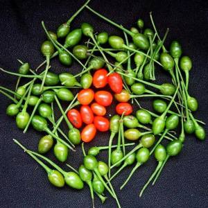 Acı pequin chili biber tohumu ciddi acı biber
