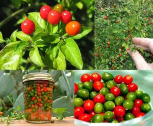 Acı pequin chili biber tohumu ciddi acı biber