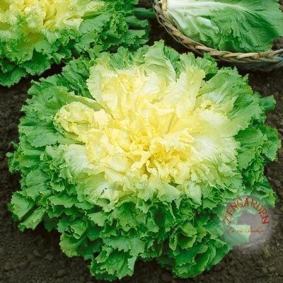 Geniş yaprak endive tohumu blond full heart