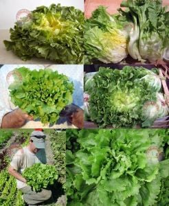 Geniş yaprak endive tohumu blond full heart