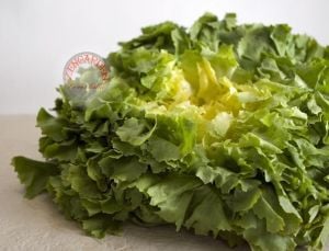 Geniş yaprak endive tohumu blond full heart