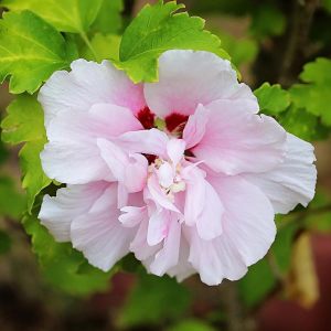 Ağaç hatmi fidanı hibiscus syriacus lady stanley