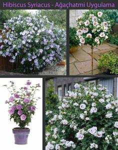 Ağaç hatmi fidanı hibiscus syriacus lady stanley