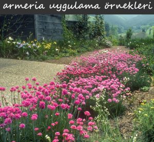 Pembe çim karanfili iri çiçekli armeria maritima ornament