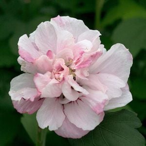 Ağaç hatmi fidanı hibiscus syriacus lady stanley
