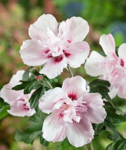 Ağaç hatmi fidanı hibiscus syriacus lady stanley