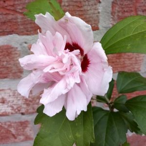 Ağaç hatmi fidanı hibiscus syriacus lady stanley
