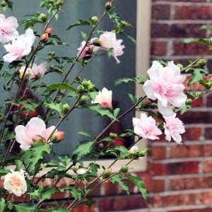 Ağaç hatmi fidanı hibiscus syriacus lady stanley