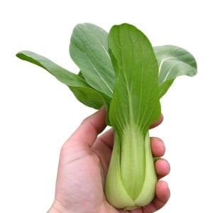 Pak choi tohumu shanghai bebek yaprak