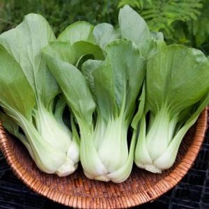 Pak choi tohumu shanghai bebek yaprak