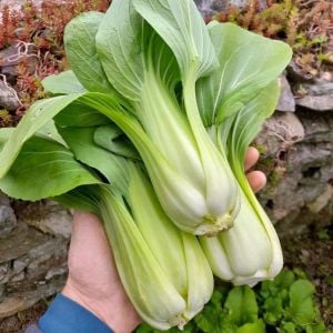 Pak choi tohumu shanghai bebek yaprak
