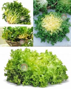 Kıvırcık endive tohumu atalık pancalieri