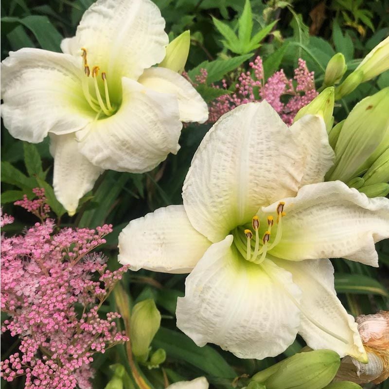 Gentle Shepherd gün güzeli çiçeği saksıda hemerocallis