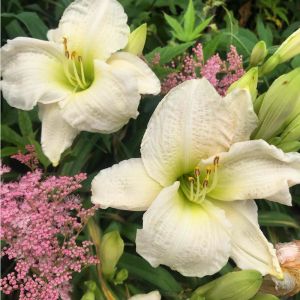Gentle Shepherd gün güzeli çiçeği saksıda hemerocallis