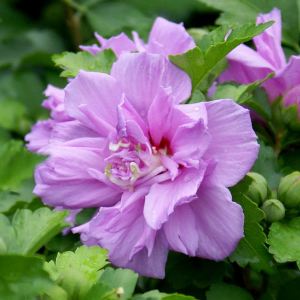 Katlı ağaç hatmi fidanı hibiscus syriacus ardens