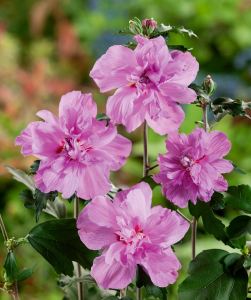 Katlı ağaç hatmi fidanı hibiscus syriacus ardens