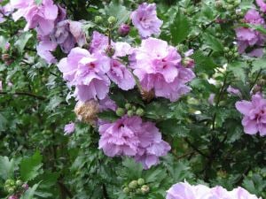 Katlı ağaç hatmi fidanı hibiscus syriacus ardens
