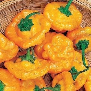 Turuncu mantar biber tohumu jamaican orange bishops cap
