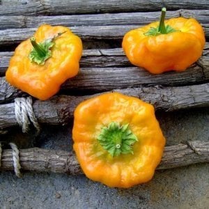 Turuncu mantar biber tohumu jamaican orange bishops cap