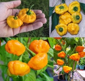 Turuncu mantar biber tohumu jamaican orange bishops cap