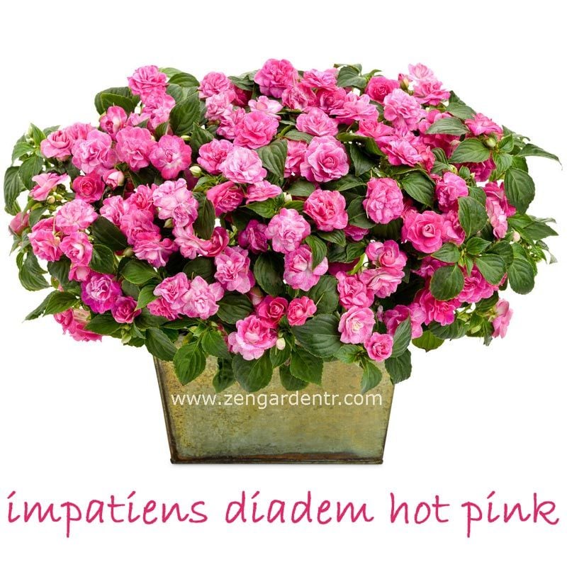 Pembe sarkan cam güzeli fidesi katlı çiçekler hot pink