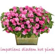 Pembe sarkan cam güzeli fidesi katlı çiçekler hot pink