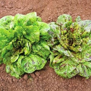 Çilli marul tohumu atalık romain freckles