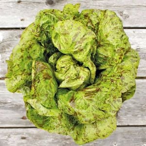 Çilli marul tohumu atalık romain freckles