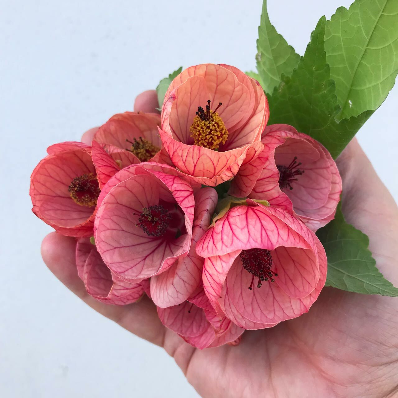 Pembe abutilon fidanı ağaç küpesi abutilon giants