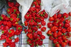 Acı kırmızı mantar biber tohumu jamaican red mushroom