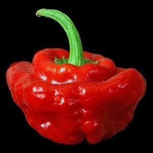 Acı kırmızı mantar biber tohumu jamaican red mushroom