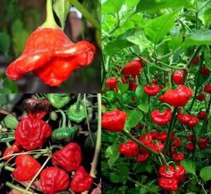 Acı kırmızı mantar biber tohumu jamaican red mushroom