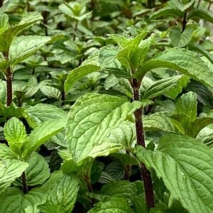 Şifalı çay nane fidesi thüringen çay yapmak için özel nane multimentha