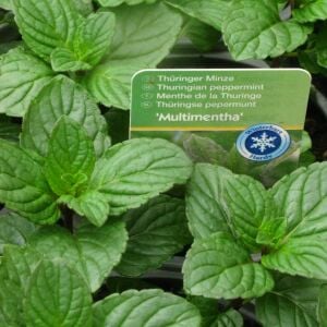 Şifalı çay nane fidesi thüringen çay yapmak için özel nane multimentha