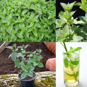 Şifalı çay nane fidesi thüringen çay yapmak için özel nane multimentha