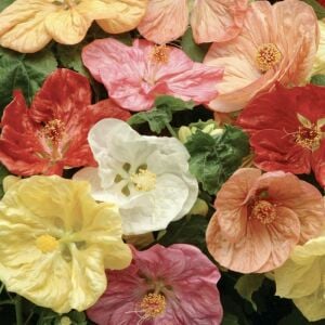 Kiremit kırmızı abutilon fidanı ağaç küpesi abutilon giants