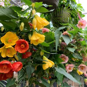 Kiremit kırmızı abutilon fidanı ağaç küpesi abutilon giants