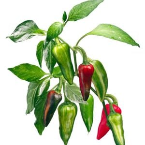 Alacalı balık biberi tohumu fish pepper