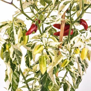 Alacalı balık biberi tohumu fish pepper