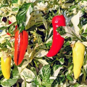Alacalı balık biberi tohumu fish pepper