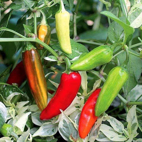 Alacalı balık biberi tohumu fish pepper
