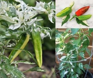 Alacalı balık biberi tohumu fish pepper