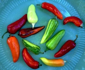 Alacalı balık biberi tohumu fish pepper