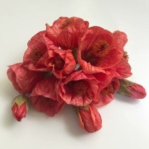 Kiremit kırmızı abutilon fidanı ağaç küpesi abutilon giants