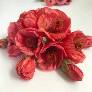 Kiremit kırmızı abutilon fidanı ağaç küpesi abutilon giants