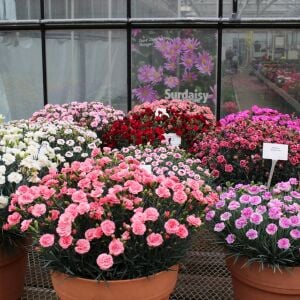 3 adet Yoğun Kokulu bodur karanfil fidesi karışımı kalıcı bitki