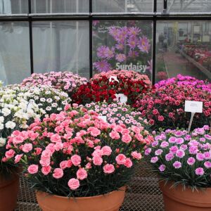 3 adet Yoğun Kokulu bodur karanfil fidesi karışımı kalıcı bitki