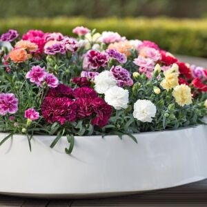 3 adet Yoğun Kokulu bodur karanfil fidesi karışımı kalıcı bitki