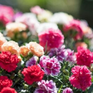 3 adet Yoğun Kokulu bodur karanfil fidesi karışımı kalıcı bitki