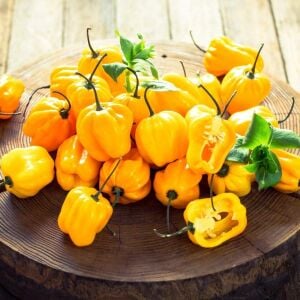 Sarı habanero biberi tohumu acı
